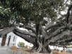 Alter Baum in Sevilla