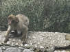 freilaufende Affen
